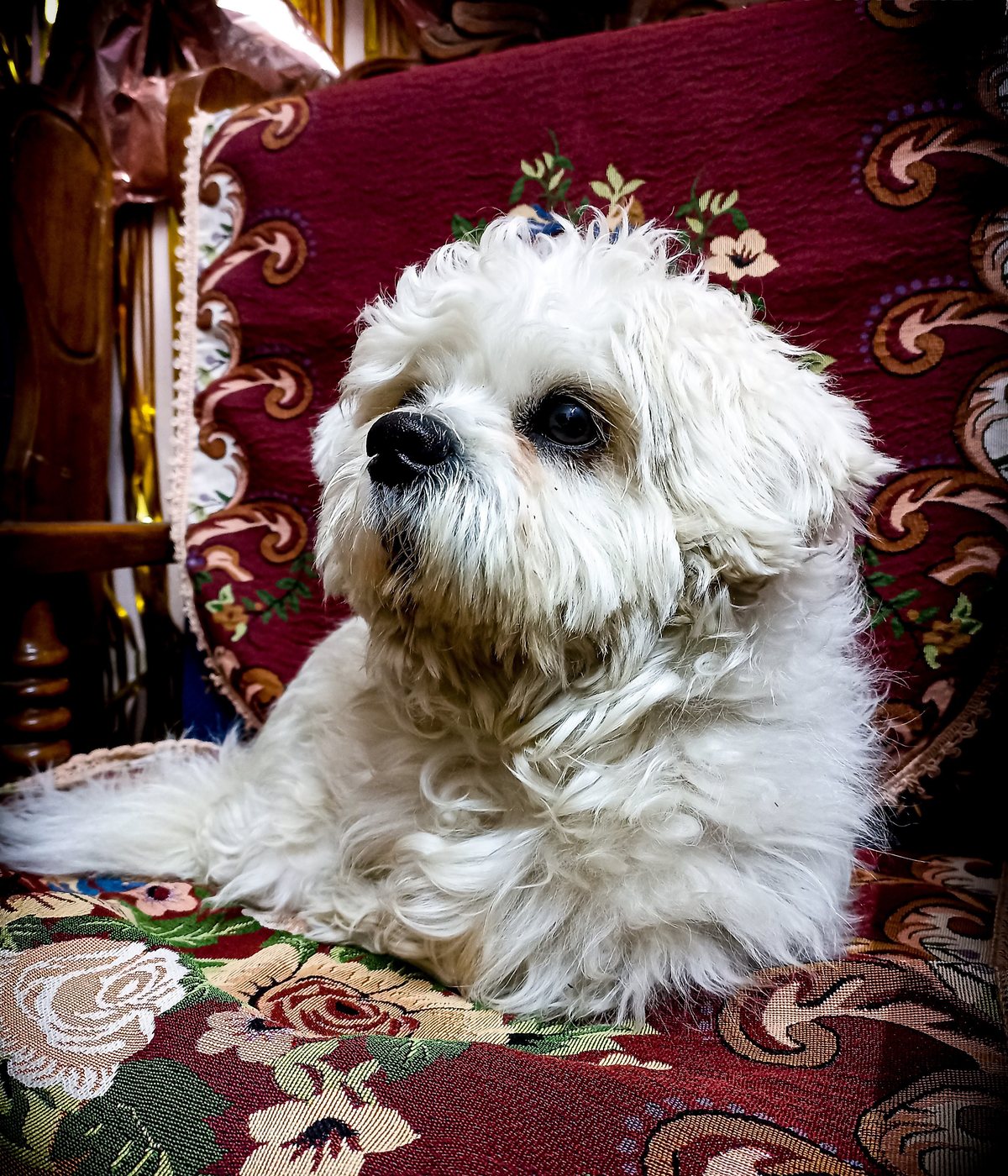 A small white dog resting comfortably at home, relaxed and well loved